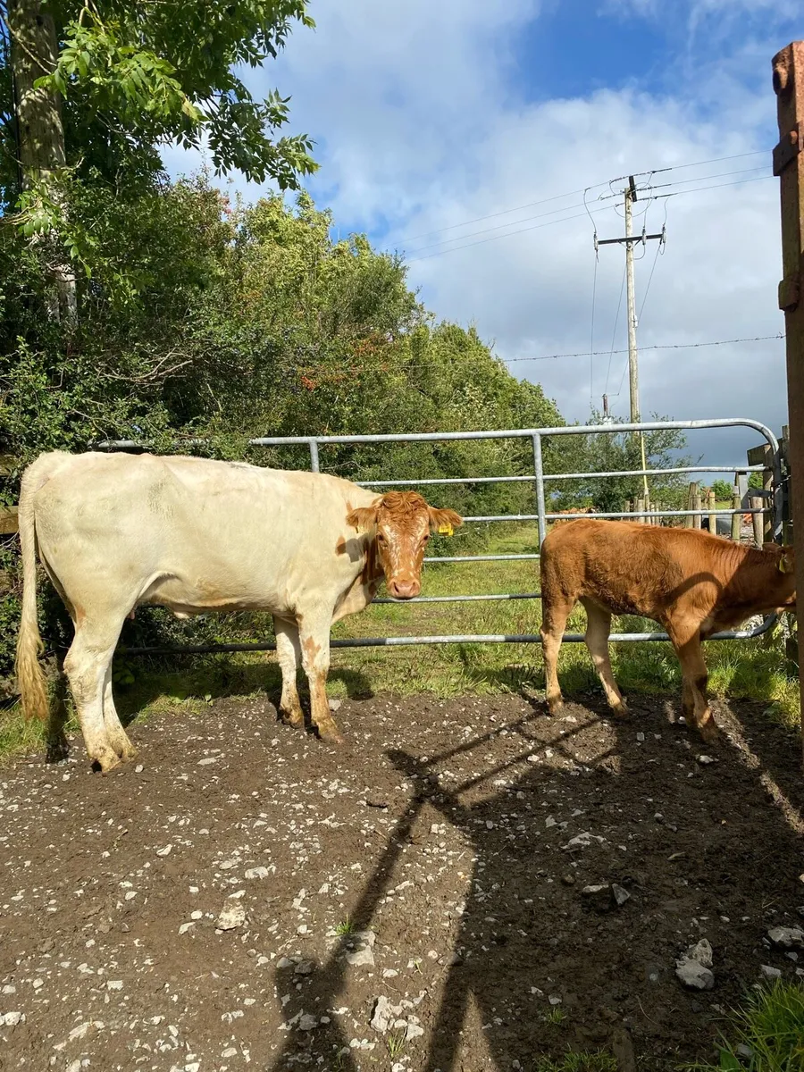 Roan First Calver and Heifer Calf , Back In Calf - Image 2