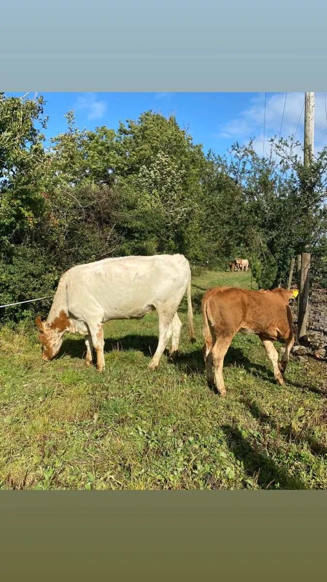 Roan First Calver and Heifer Calf , Back In Calf - Image 3