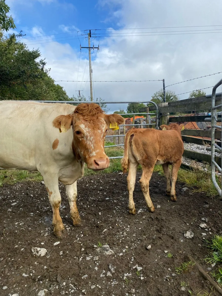 Roan First Calver and Heifer Calf , Back In Calf - Image 4