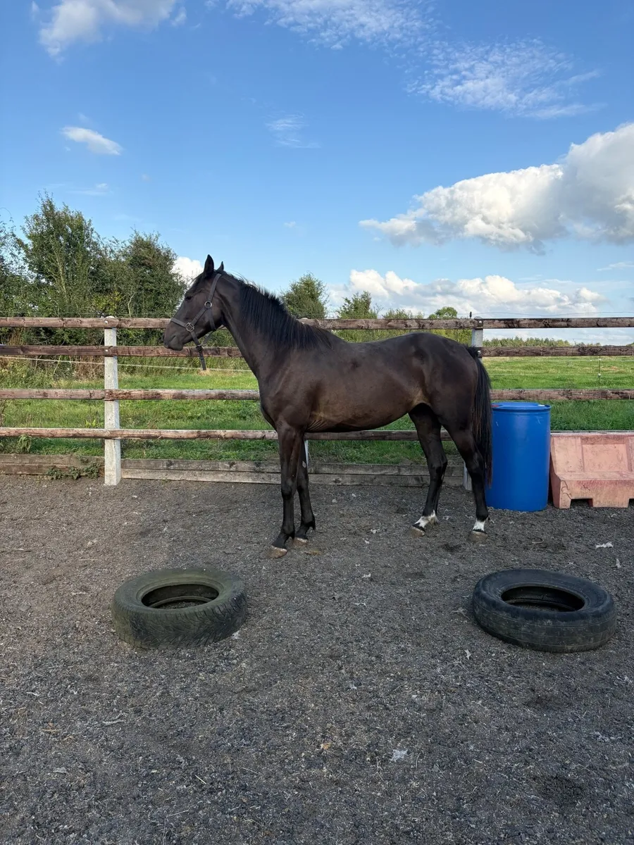 Horses