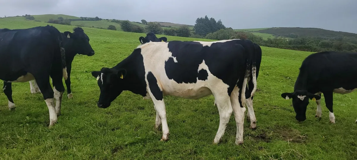 In calf heifers - Image 2