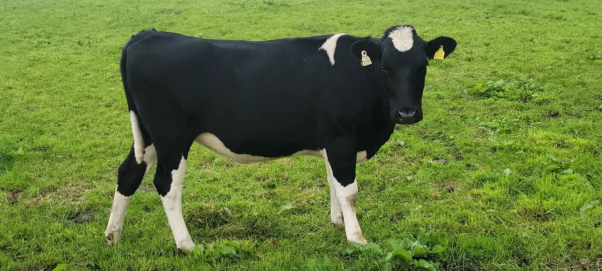 In calf heifers - Image 3