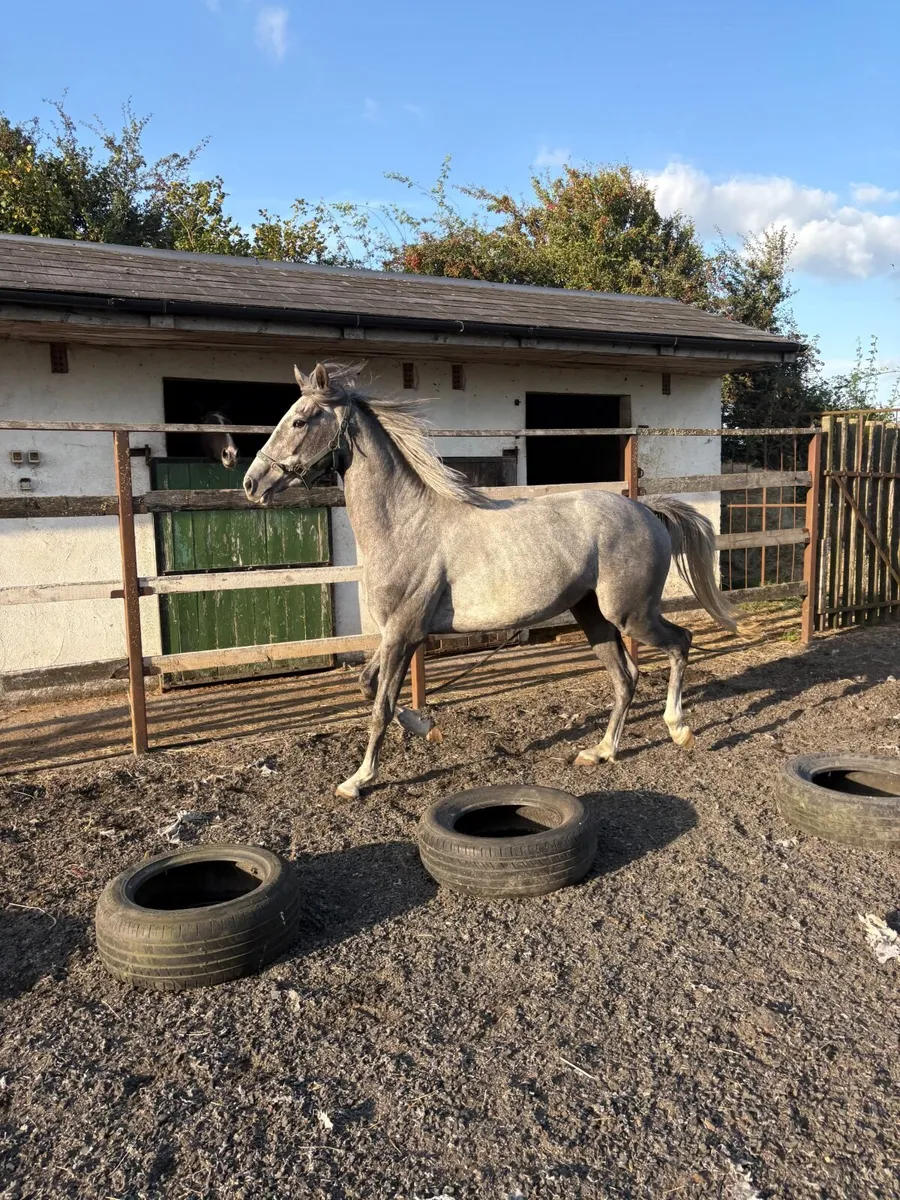 Horses - Image 1
