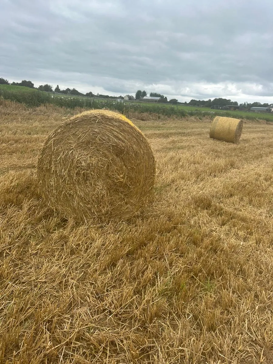 Straw - Image 4