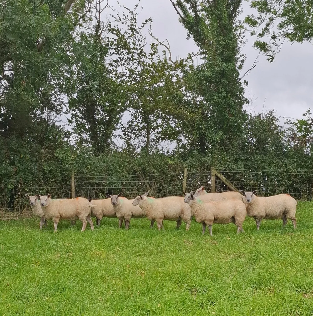 Ewe lambs