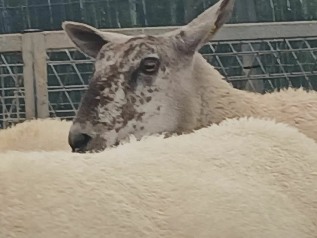 Ennis Mart  Hoggets - Image 2