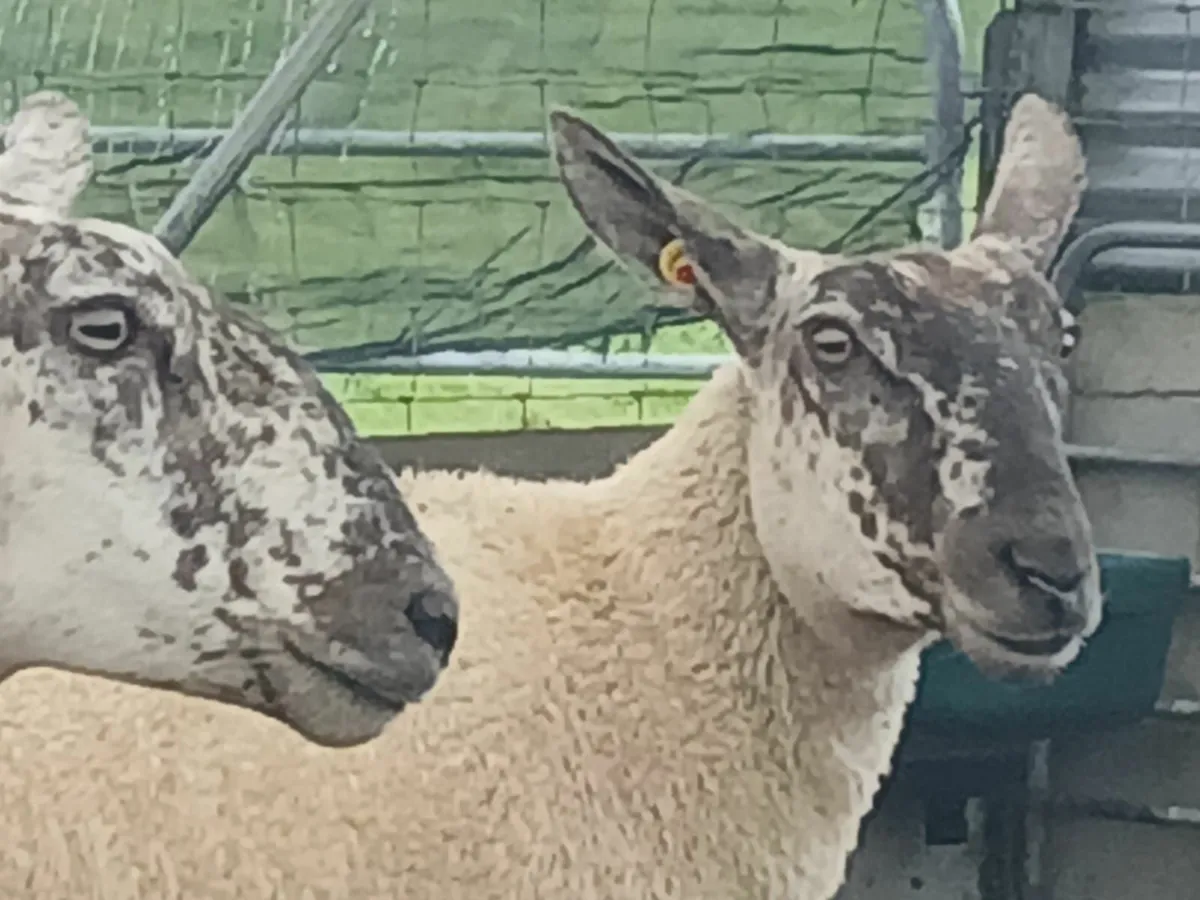 Ennis Mart  Hoggets - Image 3
