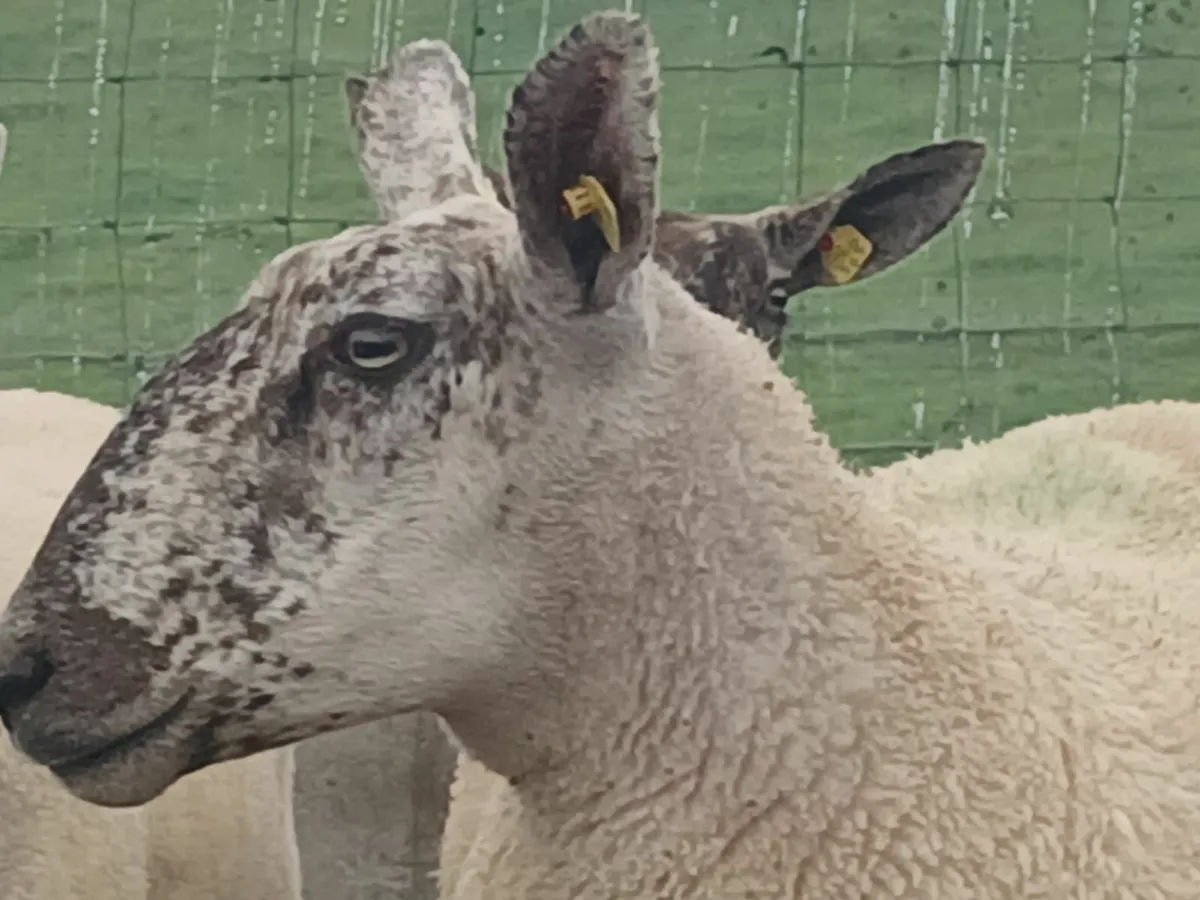Ennis Mart  Hoggets - Image 4