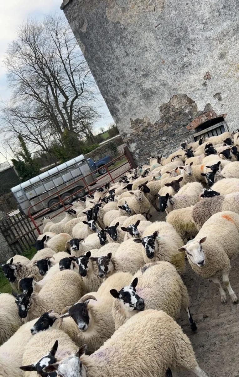 Sheep (grazing required) - Image 3