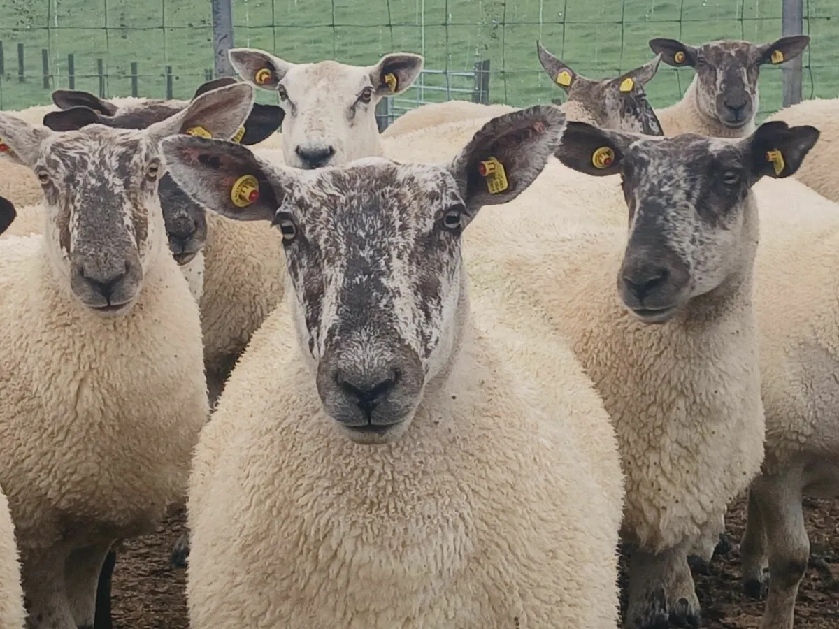 Ennis Mart  Hoggets - Image 1