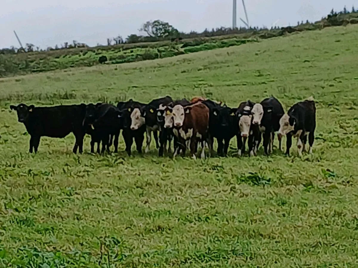 Weanlings - Image 1