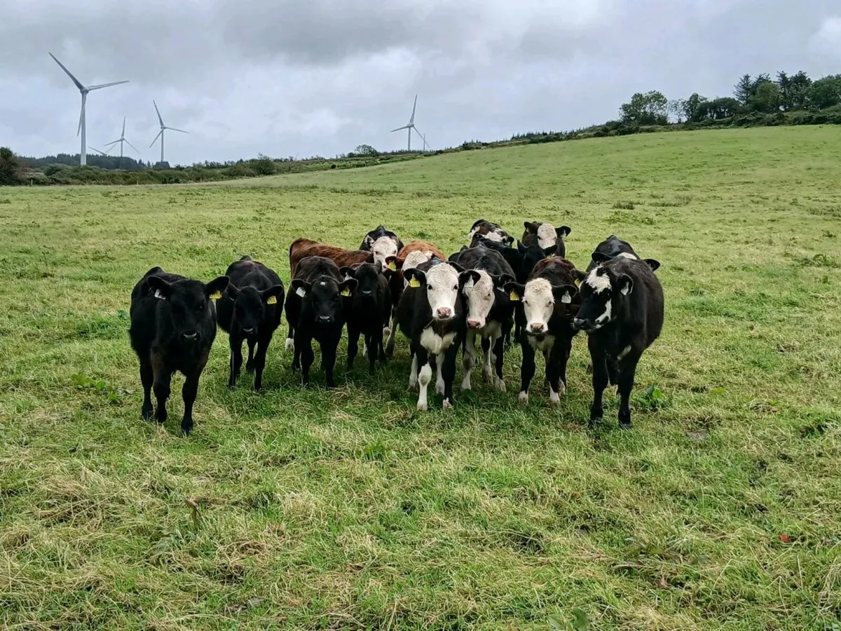 Weanlings - Image 2