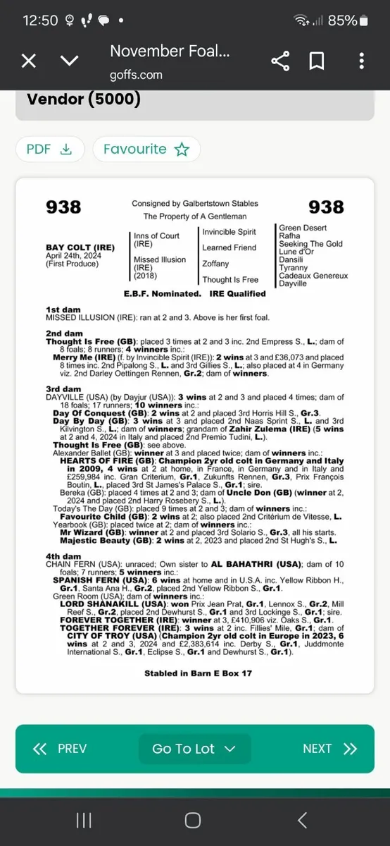 Thoroughbred Yearling Colt - Image 1