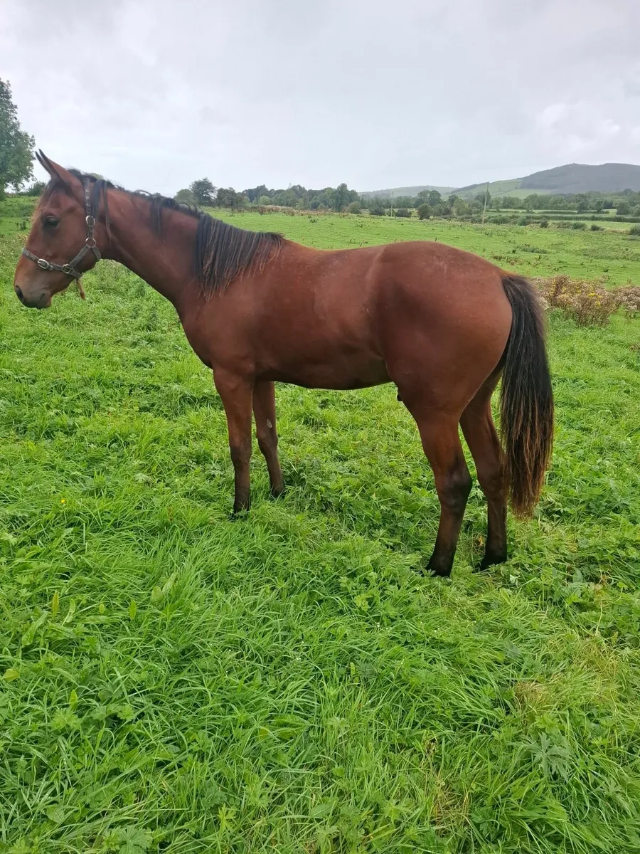 Thoroughbred Yearling Colt - Image 3