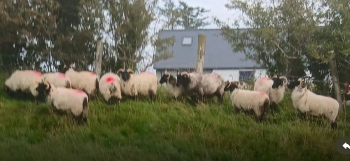 Sheep - Image 1