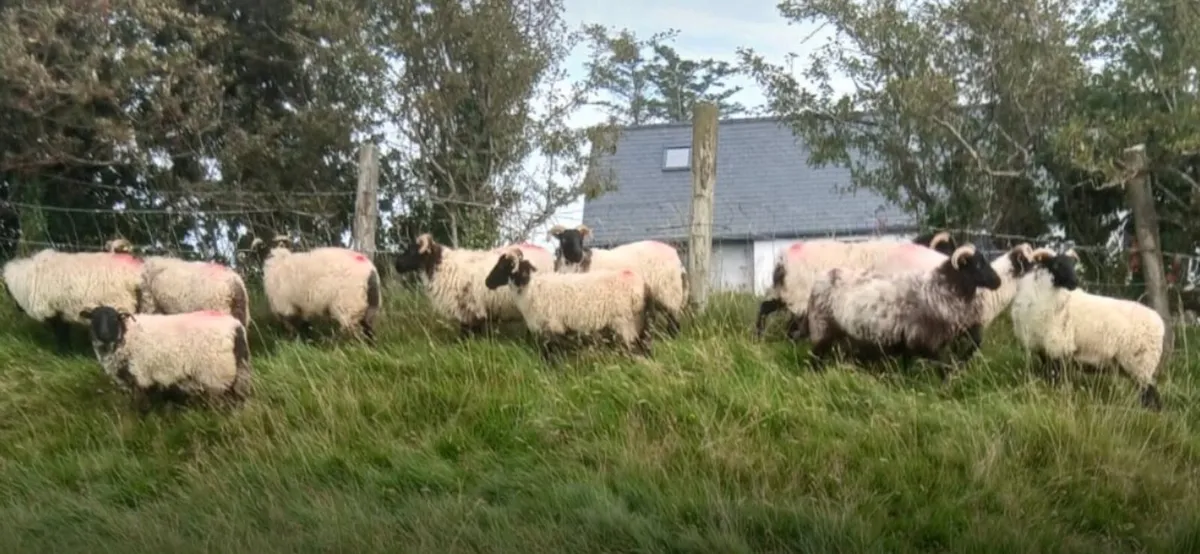 Sheep - Image 2