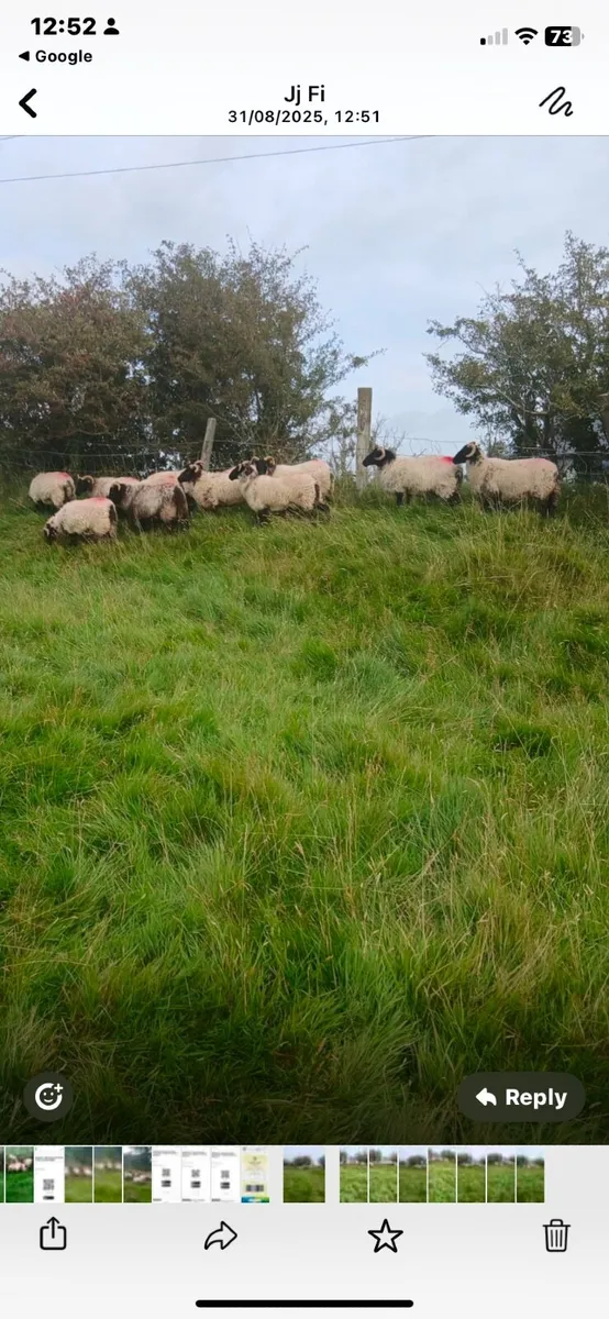 Sheep - Image 3