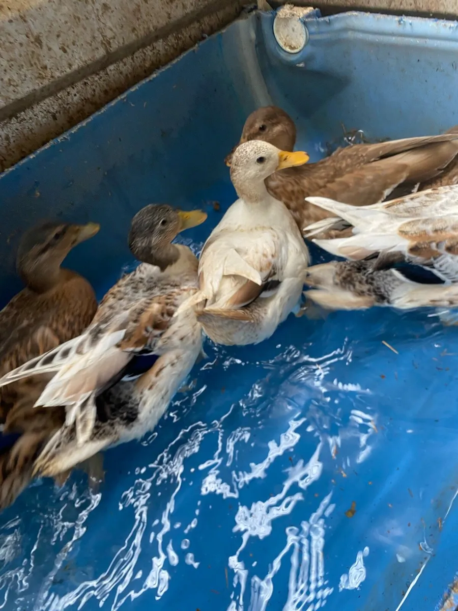 Call ducks - Image 3