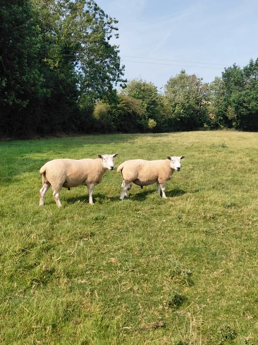 Rams - Image 2