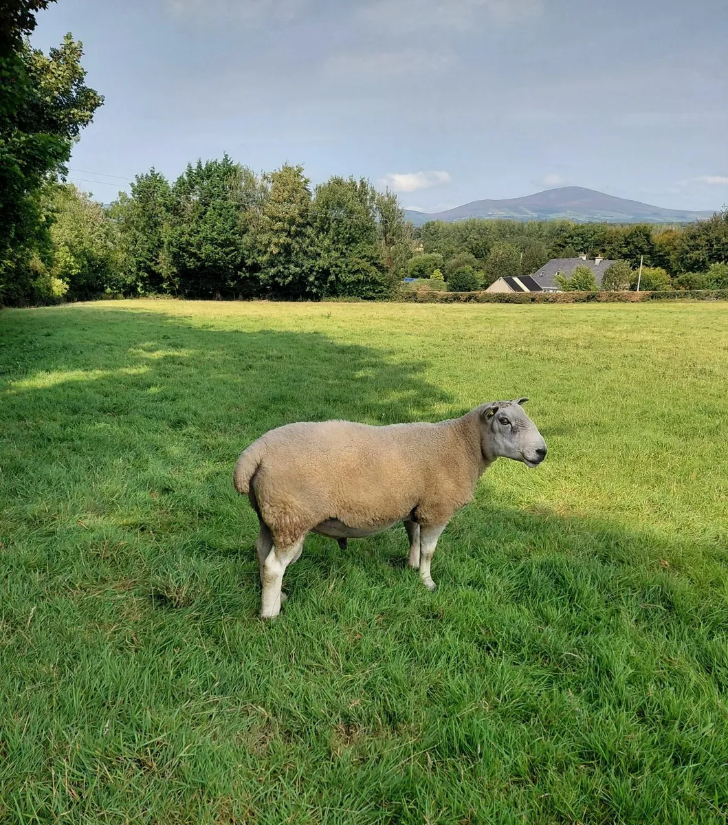 Rams - Image 4