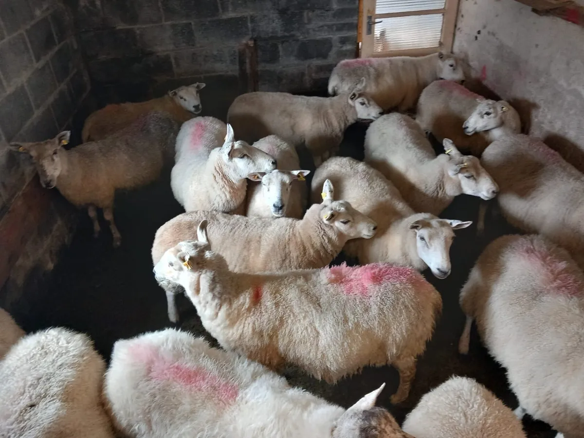 Sheep - Image 2