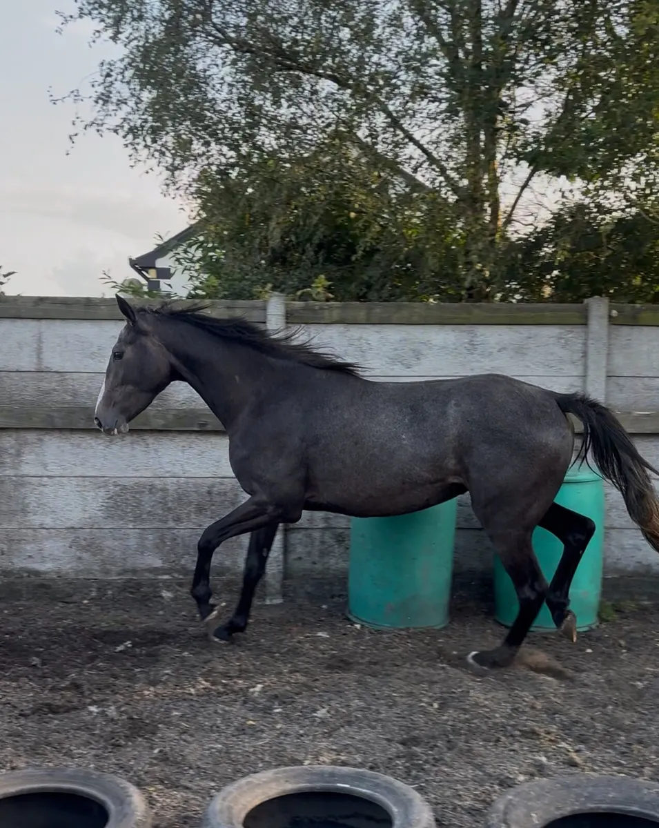 Horse