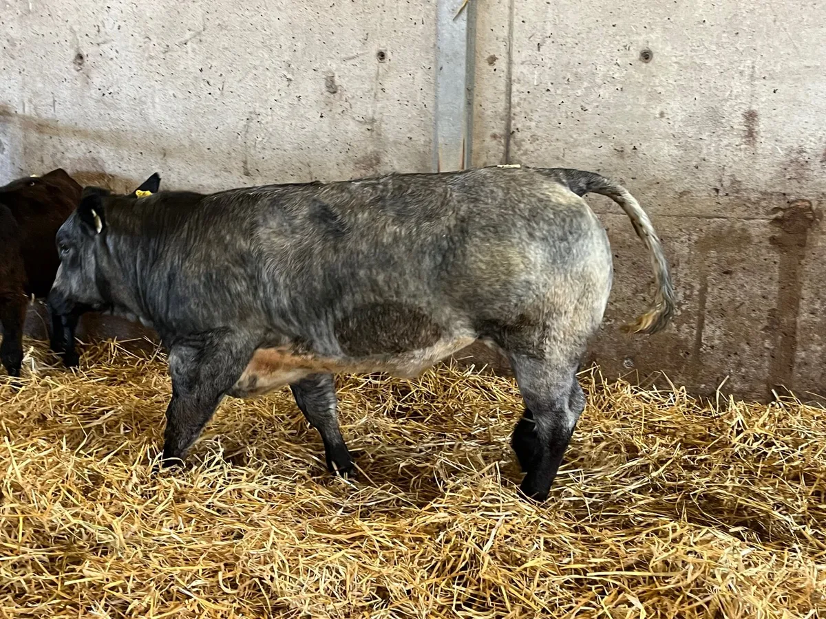Smashing blue roan breeding heifer - Image 2