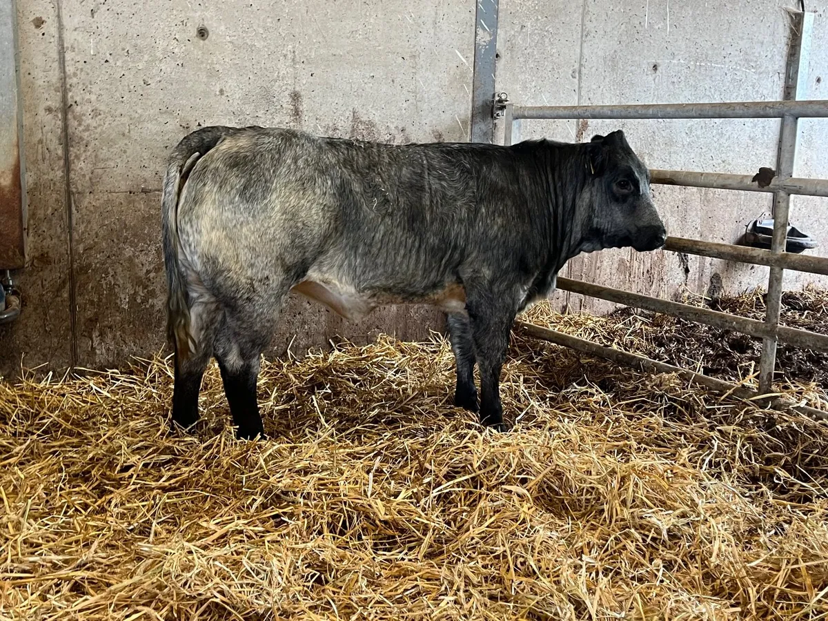 Smashing blue roan breeding heifer - Image 4