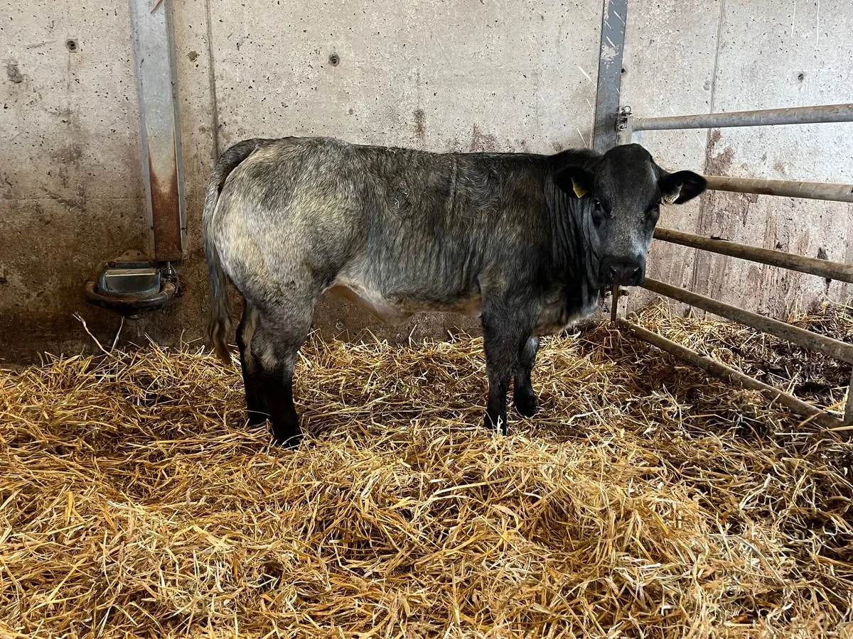 Smashing blue roan breeding heifer - Image 1