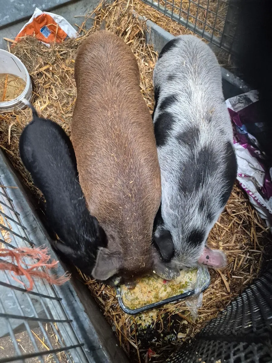 Pigs - Image 1