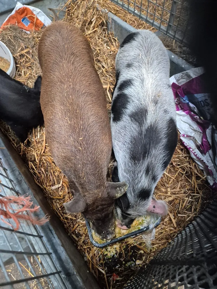 Pigs - Image 2