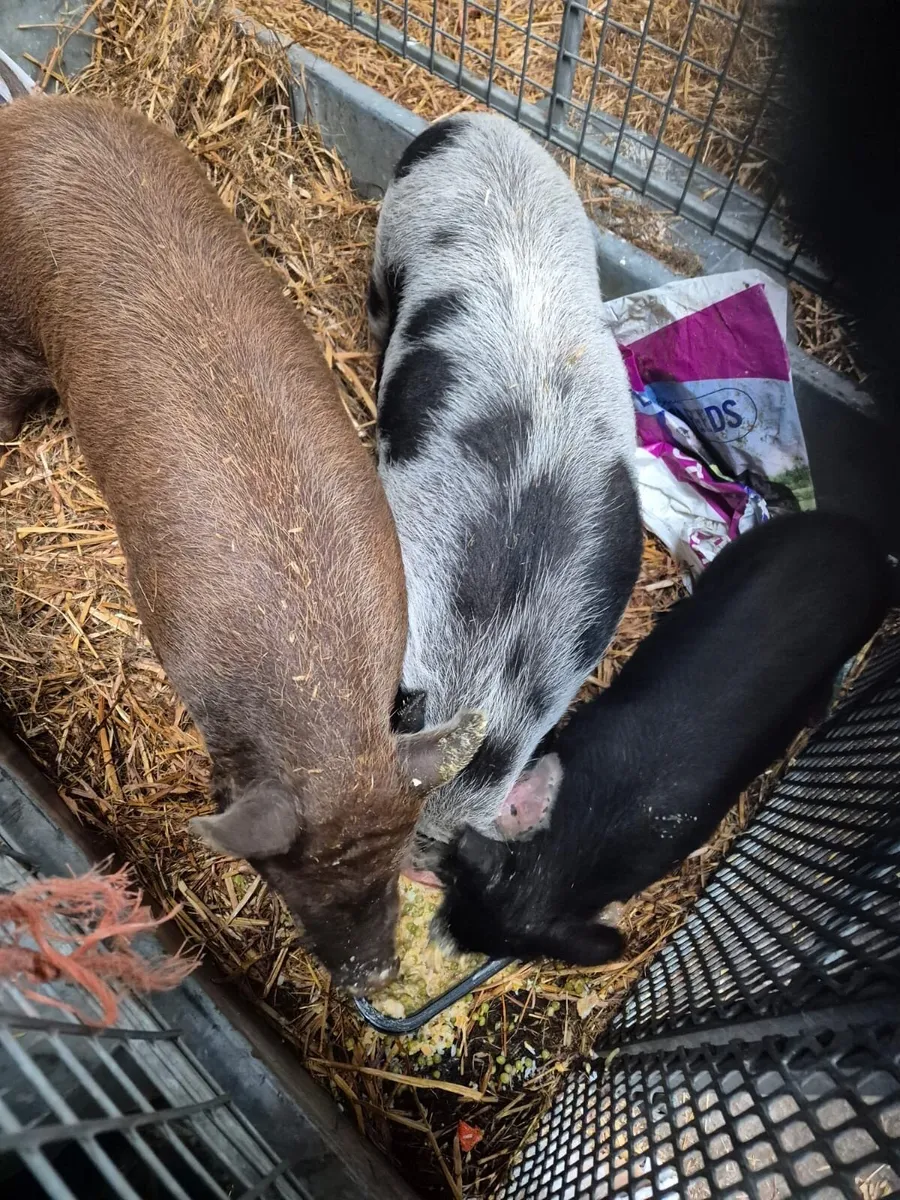 Pigs - Image 3