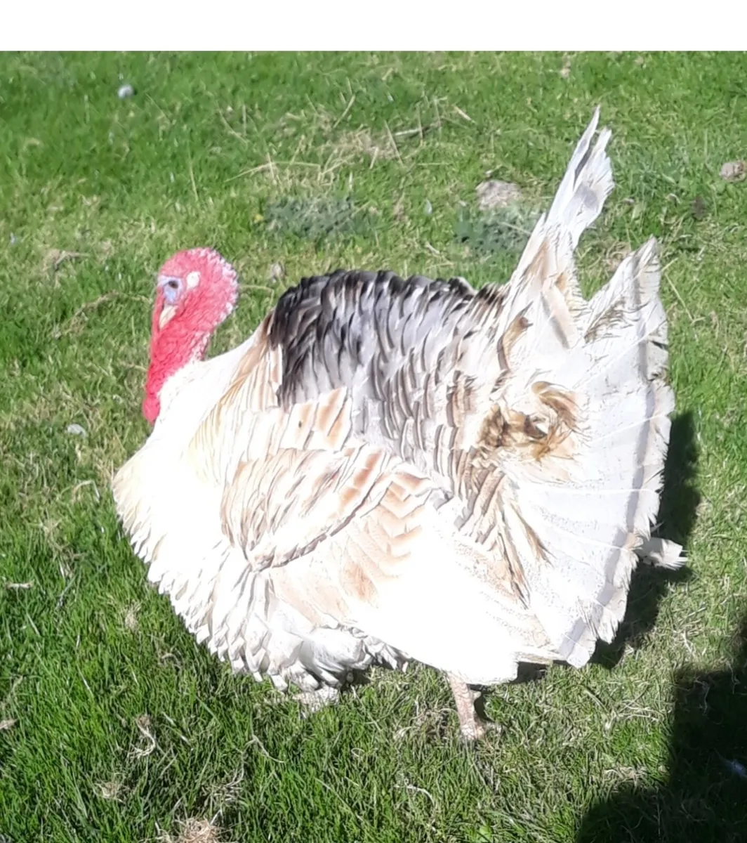 Turkeys Heritage - Image 1