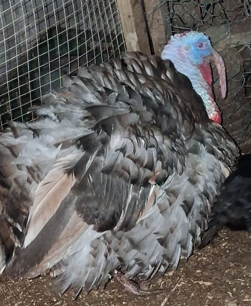 Turkeys Heritage - Image 2