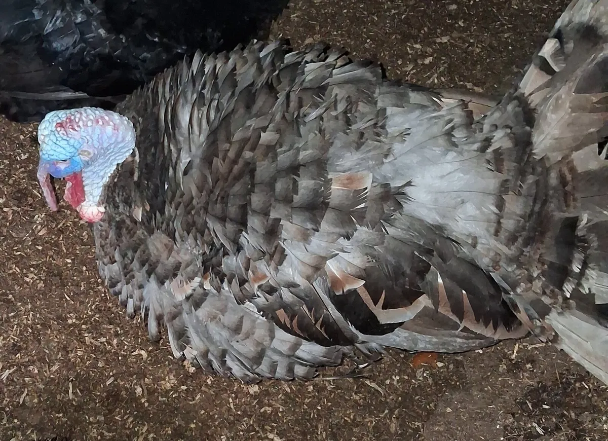 Turkeys Heritage - Image 3