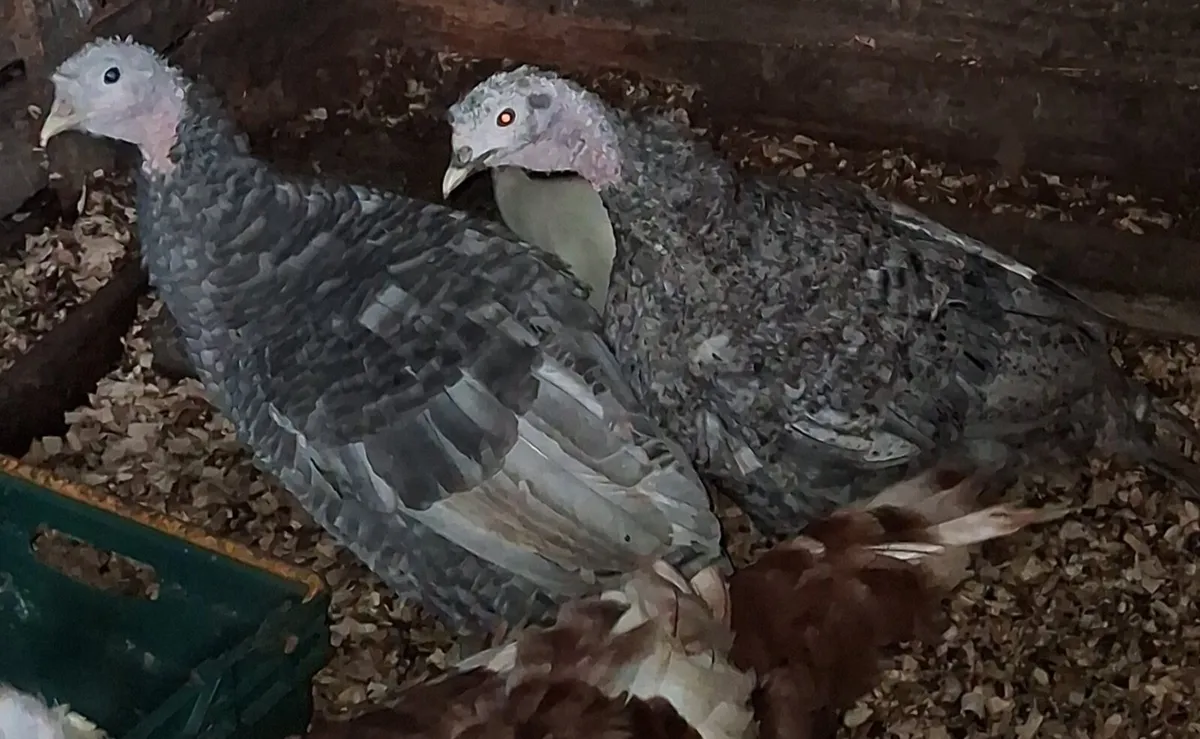 Turkeys Heritage - Image 4