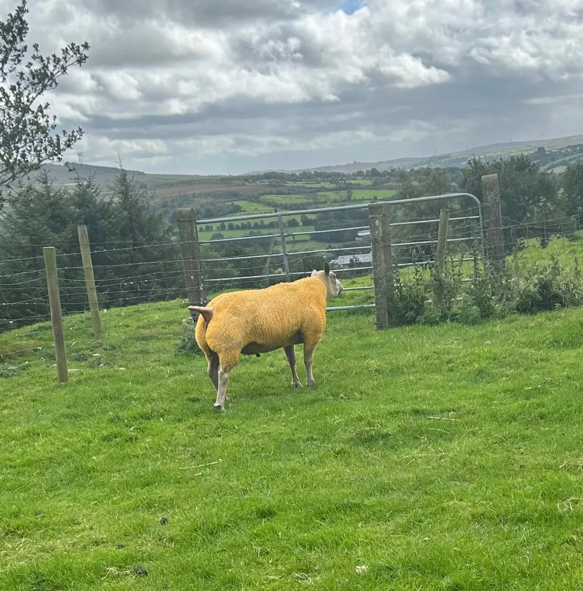 Rubex  shearling ram - Image 1