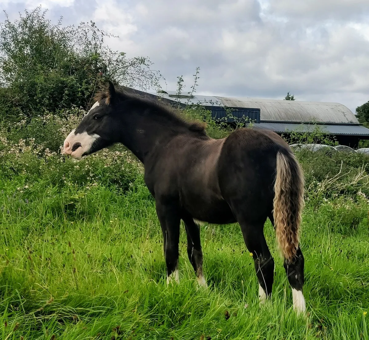 Colt foal. - Image 1