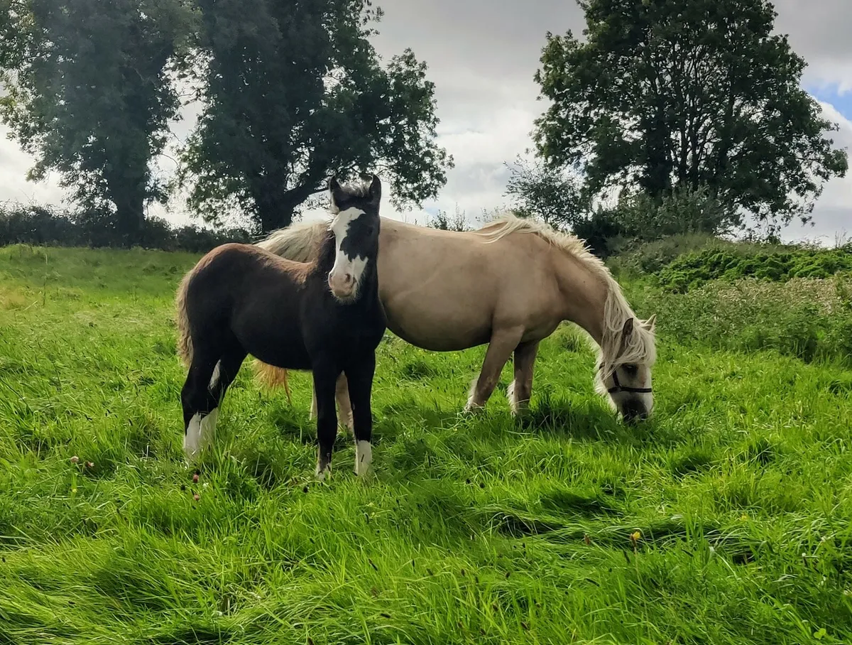 Colt foal. - Image 2