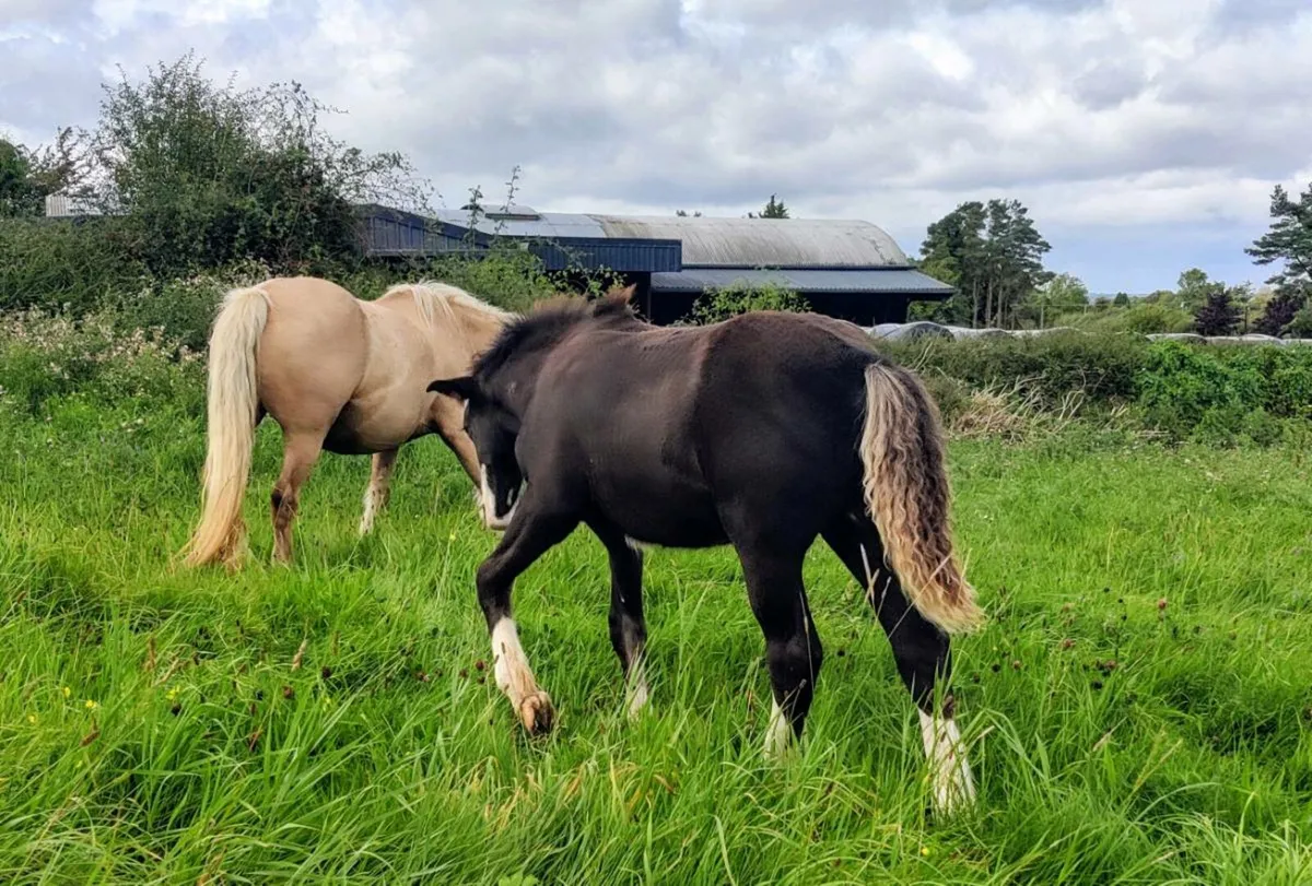 Colt foal. - Image 3