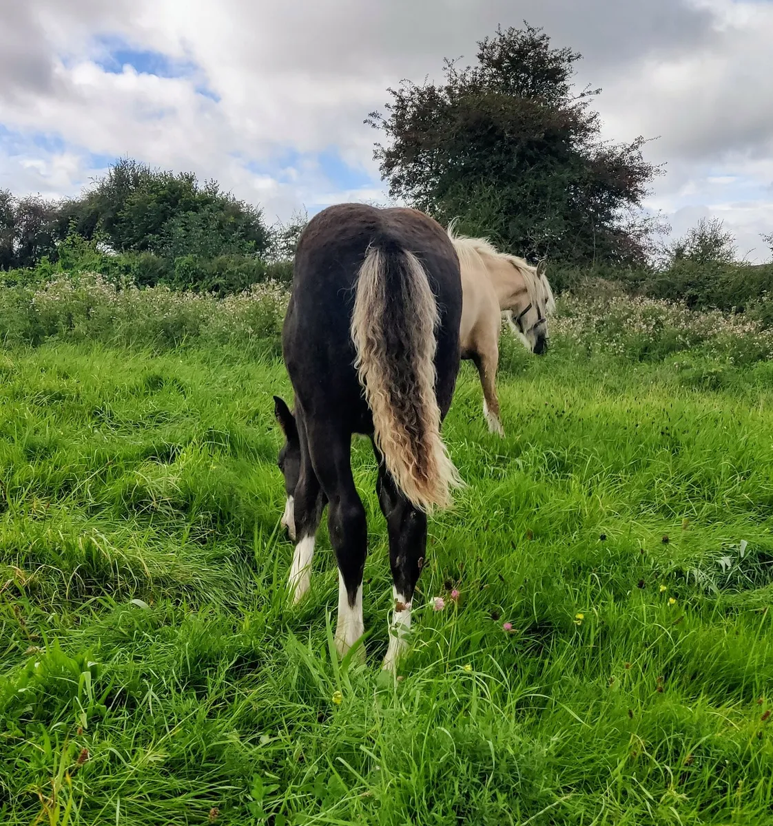 Colt foal. - Image 4