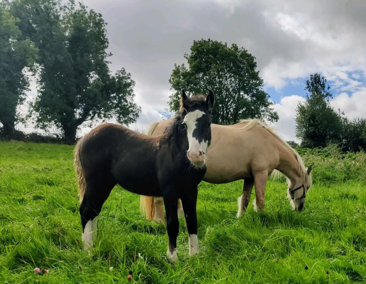Colt foal - Image 3