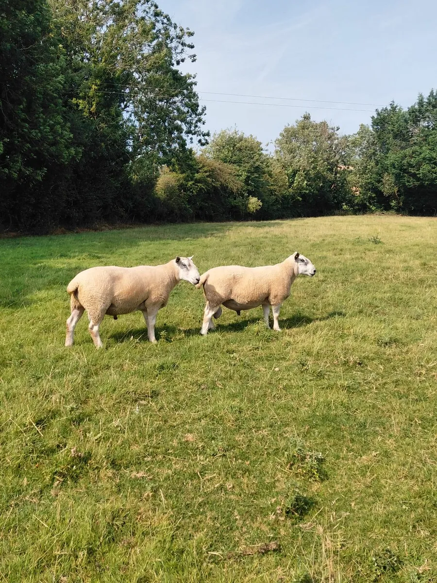 Rams - Image 1