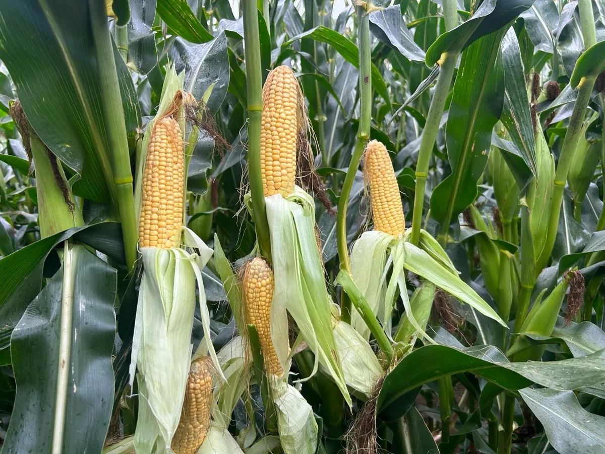 Maize - Image 4
