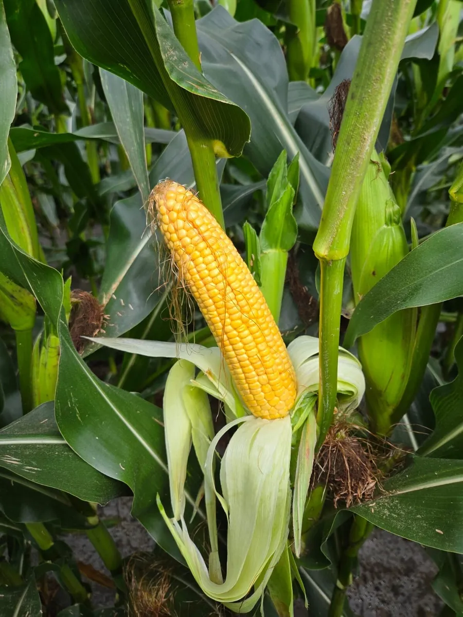 Maize - Image 2