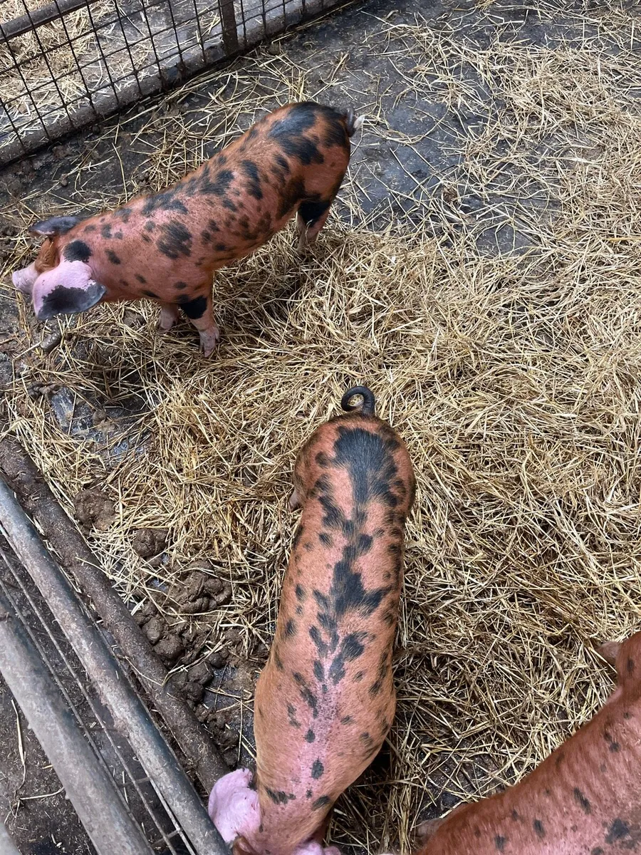 Pedigree Oxford Sandy Black Sow - Image 2
