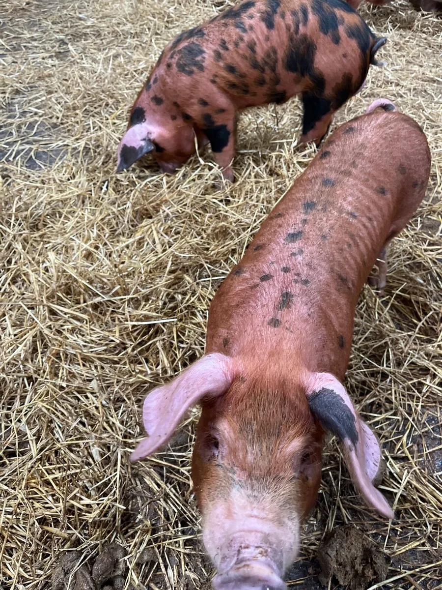 Pedigree Oxford Sandy Black Sow - Image 4