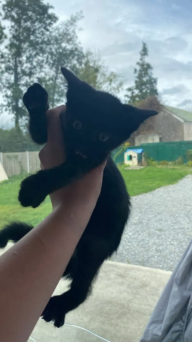 Cat - Image 2