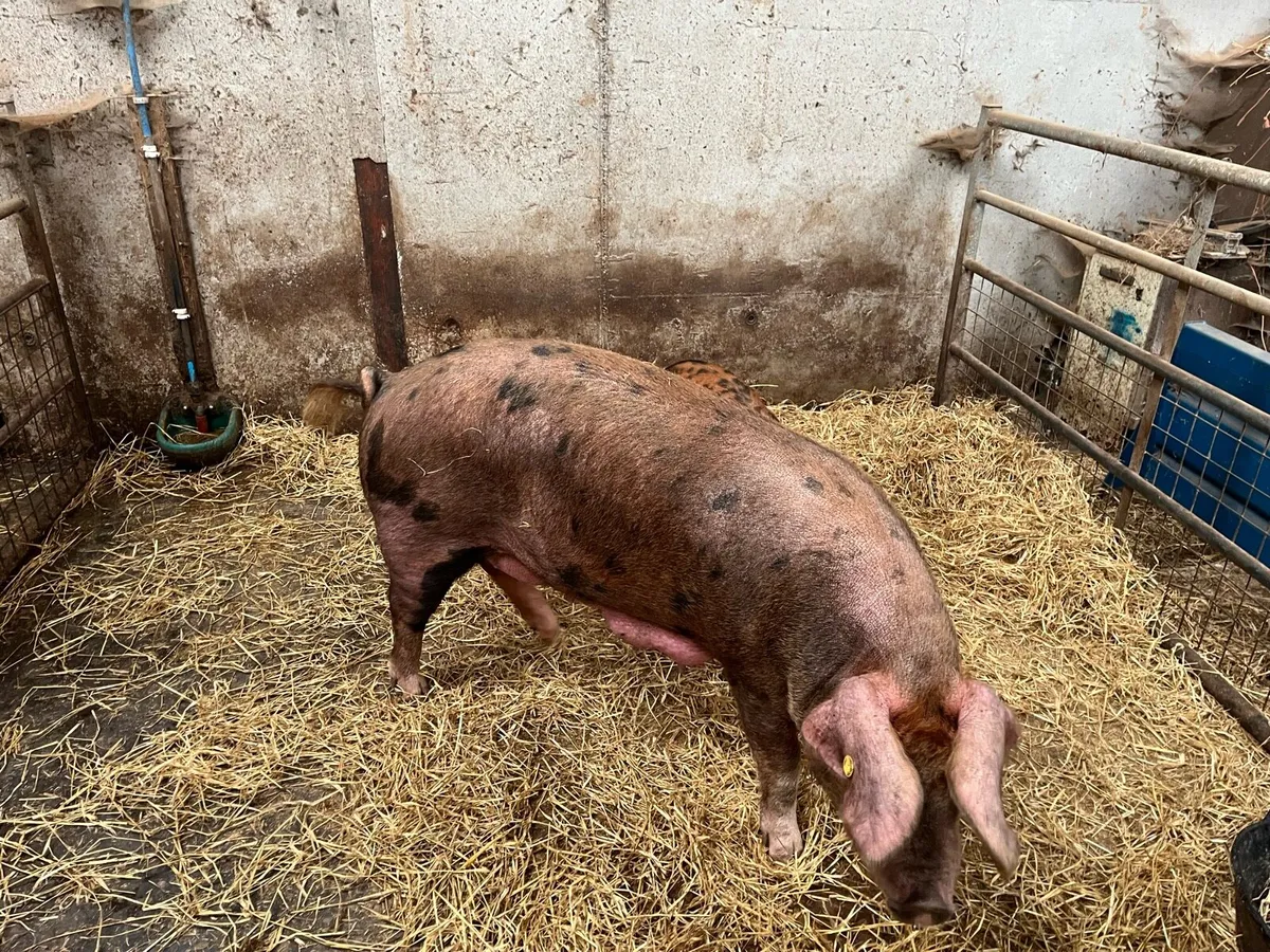 Pedigree Oxford Sandy Black Sow - Image 1