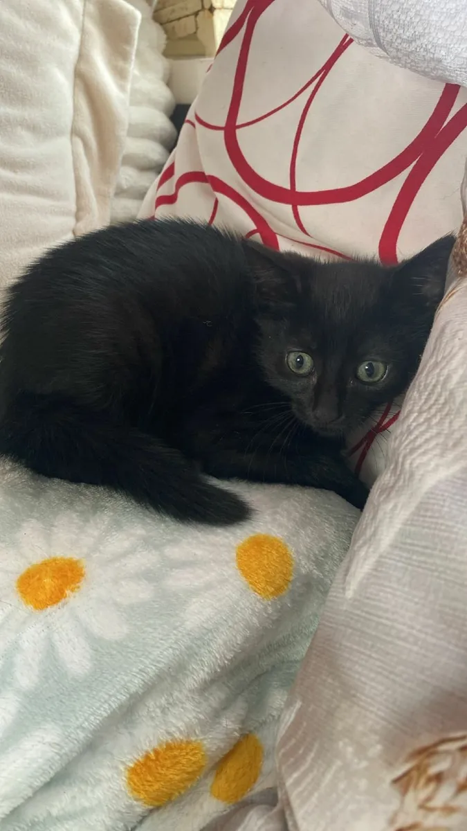Cat - Image 3